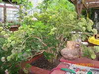 Hortensie groß 100_0742 (Medium).webp