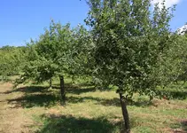 Apfelernte (4).webp