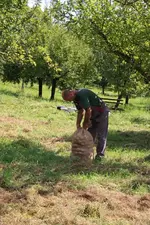 Apfelernte (3).webp