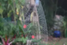 Spinnweben (6).webp