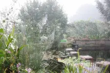 Teich.webp