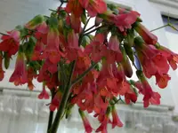 Blüte Goethepflanze.webp