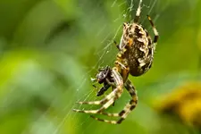 10.9.11 (100 von 129).webp