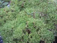 SNC00209.webp