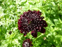 Scabiose.webp