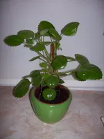 100_3702.webp 100_3702.webp