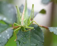 großes grünes Heupferd weiblich_kleiner.webp