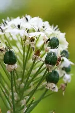 Milchstern mit Samenstand_kleiner.webp