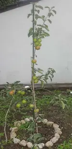 baum.webp