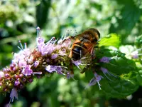 Insekten175.webp