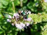 Insekten180.webp