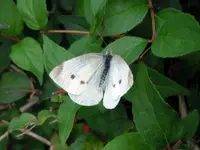 Schmetterling029.webp