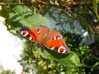 Schmetterling037.webp