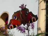 Schmetterling040.webp