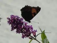 Schmetterling224.webp