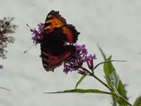 Schmetterling225.webp