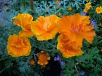 Mohn123.webp