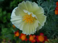Mohn129.webp