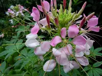 Spinnenblume048.webp