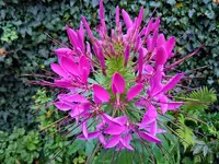 Spinnenblume086.webp