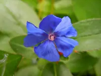 Bleiwurz134.webp
