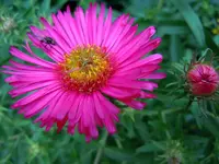 Herbstaster051.webp