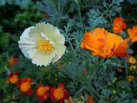 Mohn126.webp