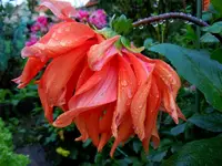 DahlienWT207.webp