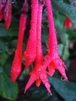 FuchsieWT228.webp