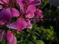 SpinnenblumeWT059.webp