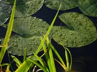 SeerosenblätterWT043.webp