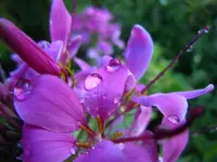 SpinnenblumeWT066.webp