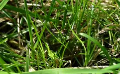 DSC_1104 Wasserfrosch im Gras.webp