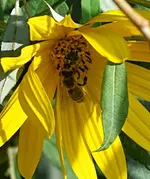 DSC_1133 Biene.webp