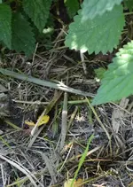 DSC_1107 Frosch im Gras.webp
