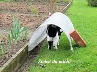 tn_siehst du mich v.webp