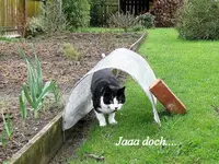 tn_ja doch... v.webp