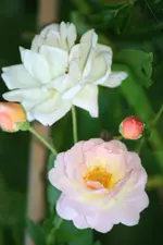 gislaine de feligonde.webp