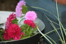 blüte3.webp