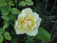 gelbe Rose.webp