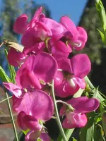 Wicken.webp