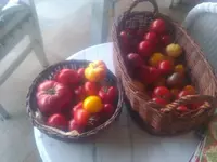 tom_n.webp