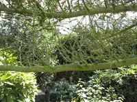 kranke Tanne.webp