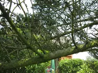 Tanne 005.webp