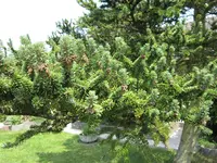 Tanne 003.webp