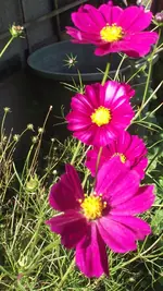 Simson 033.webp