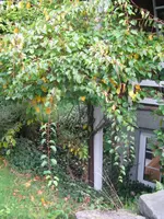 IMG_7074_600x800.webp