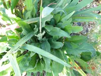 DSCN0826.webp