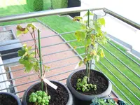 100_2438 neu.webp