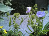 blaue stachel.webp